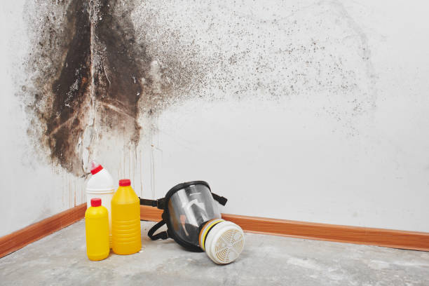 Mold Testing and Removal in Bryn Athyn, PA