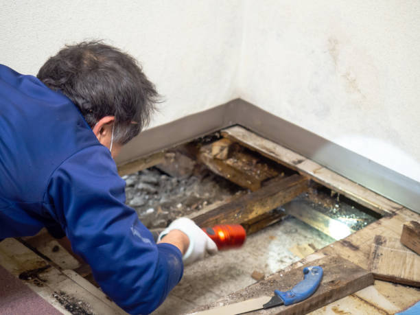 Best Mold Removal Process  in Bryn Athyn, PA