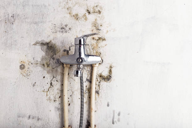 Best Mold Cleaning Services  in Bryn Athyn, PA