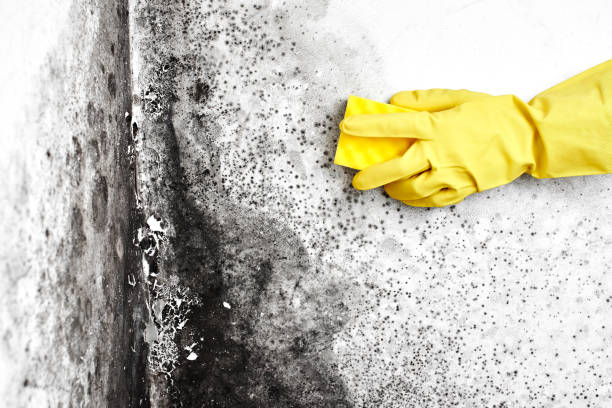 Best Emergency Mold Removal  in Bryn Athyn, PA