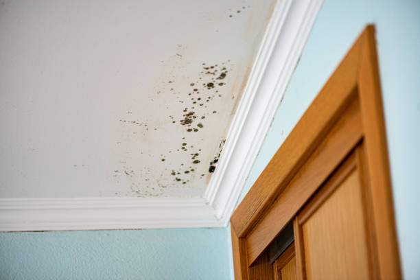 Best Fast Mold Removal  in Bryn Athyn, PA