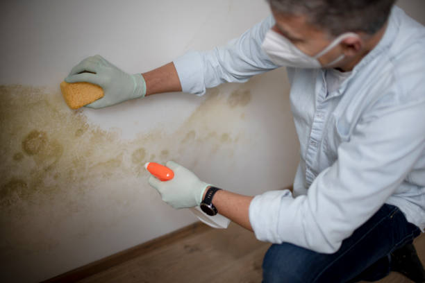 Best Mold Damage Repair  in Bryn Athyn, PA