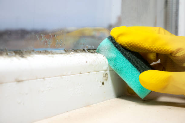 Best Residential Mold Removal  in Bryn Athyn, PA