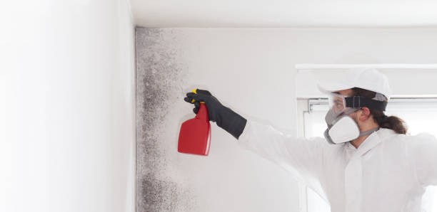 Best Mold Cleaning Services  in Bryn Athyn, PA