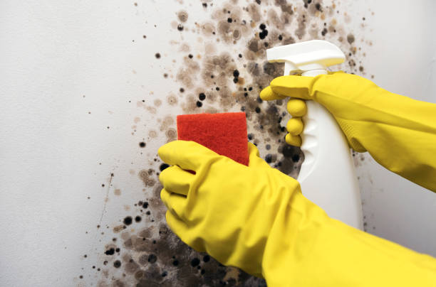 Best Home Mold Removal  in Bryn Athyn, PA