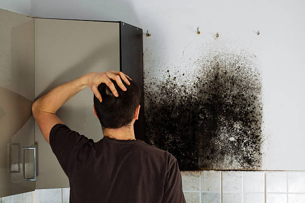 Best Black Mold Removal  in Bryn Athyn, PA