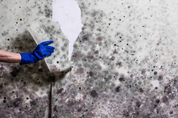 Best Fast Mold Removal  in Bryn Athyn, PA